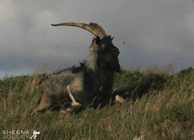 Wild Goat on East Skeam.jpg - 